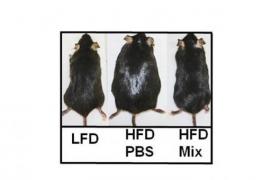 Left, a mouse fed normally; middle, a mouse force fed with very rich food; right, a mouse also force fed but receiving probiotics. - © Vésale Pharma Left, a mouse fed normally; middle, a mouse force fed with very rich food; right, a mouse also force fed but receiving probiotics. - © Vésale Pharma