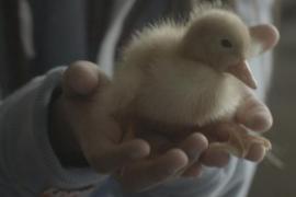 Birds of Passage Birds of Passage