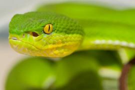 Crotale des bambous (Trmeresurus albolabris) - Thailande (c) C. Vanbellingen - Alphabiotoxine Laboratory Crotale des bambous (Trmeresurus albolabris) - Thailande (c) C. Vanbellingen - Alphabiotoxine Laboratory