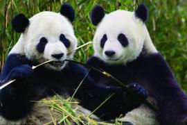 Thanks to the arrival of two giant pandas, the garden also enjoys an international reputation. Thanks to the arrival of two giant pandas, the garden also enjoys an international reputation.